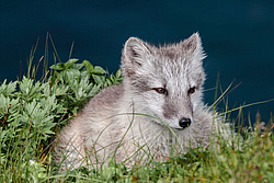 ����� (Alopex lagopus) ������ ������� �������, ������