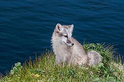 ����� (Alopex lagopus) ������ ������� �������, ������