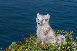 ����� (Alopex lagopus) ������ ������� �������, ������