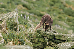 ����� (Alopex lagopus) ������ ������� �������, ������