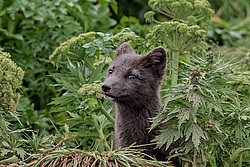 ����� (Alopex lagopus) ������ ������� �������, ������