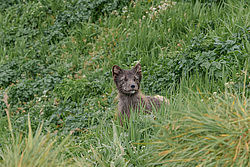 ����� (Alopex lagopus) ������ ������� �������, ������