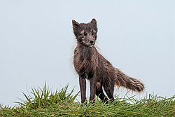 ����� (Alopex lagopus) ������ ������� �������, ������