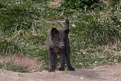 ����� (Alopex lagopus) ������ ������� �������, ������