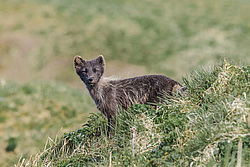 ����� (Alopex lagopus) ������ ������� �������, ������