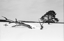 ��������, ������� ������ (����������� ������)