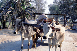 �������� ��������� �����