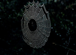 ��������� �������, ������������� �����, ���������, ���� ������(������)