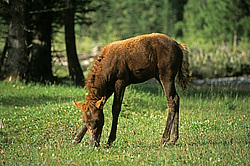 ��������� �������, ������������� �����, ���������, ���� ������, ����������� ������ ������� ������