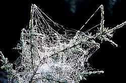 ��������� �������, ������������� �����, ���������, ����������� ������ ������� ������