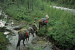 ��������� �������, ������������� �����, ���������, ���� ������