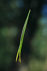 ��������� �������, ������������� �����, ���������, ������ ���� ������