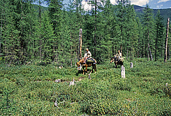 ��������� �������, ������������� �����, ���������, ������ ���� ������