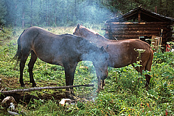 ��������� �������, ������������� �����, ���������, �������� ���� ������, ���������� 54�07, 1�. �. -096�37, 8�. �