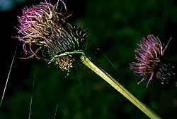 ��������� �������, ������������� �����, ���������, �������� ���� ������� ����