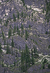 ������������ ����, ���������, ������ ���� ������ �������