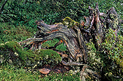 ������������ ����, ���������, ������ ���� ������ �������