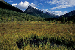 ��������� �������, ������������� �����, ���������, �������� ���� ������� ����