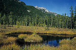 ��������� �������, ������������� �����, ���������, �������� ���� ������� ����