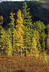 ��������� �������, ������������� �����, ���������, ������� ��� ����� � ����� �����