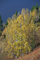 ��������� �������, ������������� �����, ���������, ����������� ������ ������� ������, ������� ��������� �����