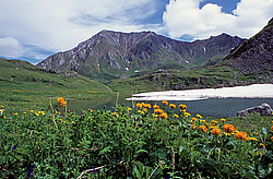 ��������� �������, ������������� �����, ���������, ������ ���� �����