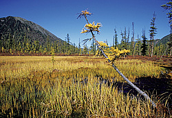 ��������� �������, ������������� �����, ���������, ������� ��� ����� � ����� �����