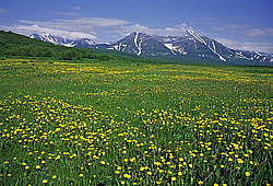 ������, ��������, �������� ���� ��������