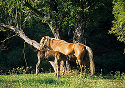 ������, ��������, ����������� ������ ����