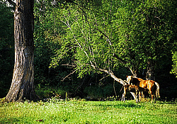 ������, ��������, ����������� ������ ����