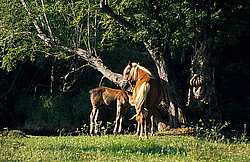 ������, ��������, ����������� ������ ����