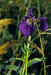 ������, ��������, ����� ������� ��������, ����� �������, ���-�������� ���