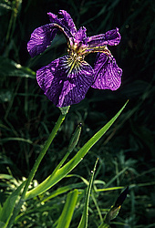 ������, ��������, ����� ������� ��������, ����� �������, ���-�������� ���