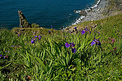 ����������� �������, ���������� ����, ����� ��������� ����, ����� ���� ��������