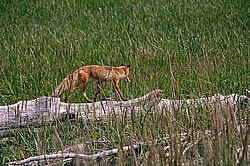 ������������ ������ (Vulpes vulpes) ����������� �������, ���������� ����, ����� ��������� ����, ����� ���� ��������