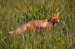 ������������ ������ (Vulpes vulpes) ����������� �������, ���������� ����, ����� ��������� ����, ����� ���� ��������
