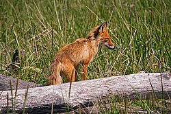 ������������ ������ (Vulpes vulpes) ����������� �������, ���������� ����, ����� ��������� ����, ����� ���� ��������