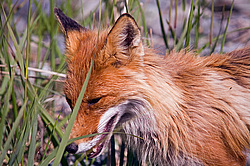 ������������ ������ (Vulpes vulpes) ����������� �������, ���������� ����, ����� ��������� ����, ����� ���� ��������