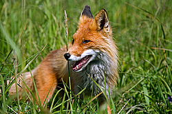 ������������ ������ (Vulpes vulpes) ����������� �������, ���������� ����, ����� ��������� ����, ����� ���� ��������