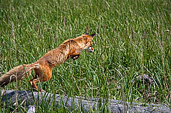 ������������ ������ (Vulpes vulpes) ����������� �������, ���������� ����, ����� ��������� ����, ����� ���� ��������