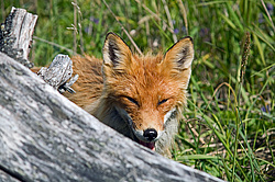 ������������ ������ (Vulpes vulpes) ����������� �������, ���������� ����, ����� ��������� ����, ����� ���� ��������