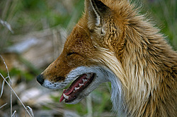 ������������ ������ (Vulpes vulpes) ����������� �������, ���������� ����, ����� ��������� ����, ����� ���� ��������