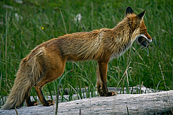������������ ������ (Vulpes vulpes) ����������� �������, ���������� ����, ����� ��������� ����, ����� ���� ��������