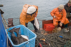 ����������� �������, ����� ��������� ����, ���������� ����, � ���� �������