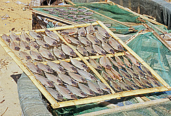 �������, �����