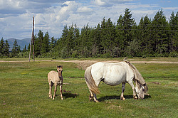 �������� ������ (Equus ferus caballus) ������ ����(����), ������� �����, ������