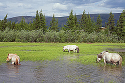�������� ������ (Equus ferus caballus) ������ ����(����), ������� �����, ������