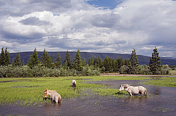 �������� ������ (Equus ferus caballus) ������ ����(����), ������� �����, ������