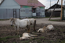 �������� ������ (Equus ferus caballus) ������ ����(����), ������� �����, ������