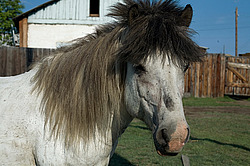 �������� ������ (Equus ferus caballus) ������ ����(����), ������� �����, ������